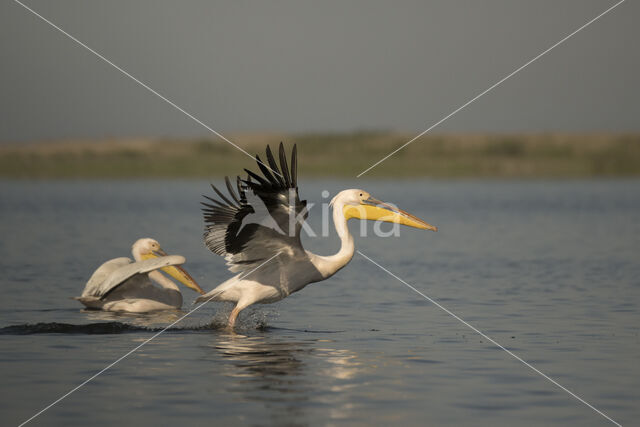 Roze Pelikaan (Pelecanus onocrotalus)