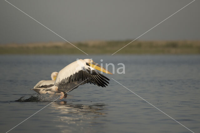 Roze Pelikaan (Pelecanus onocrotalus)