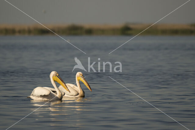 Roze Pelikaan (Pelecanus onocrotalus)