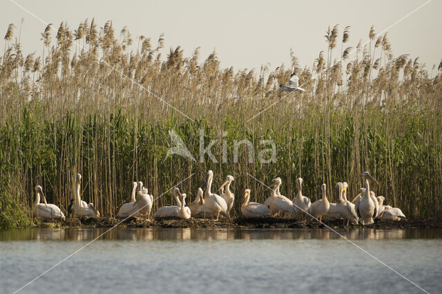 Roze Pelikaan (Pelecanus onocrotalus)