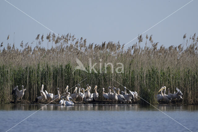 Roze Pelikaan (Pelecanus onocrotalus)