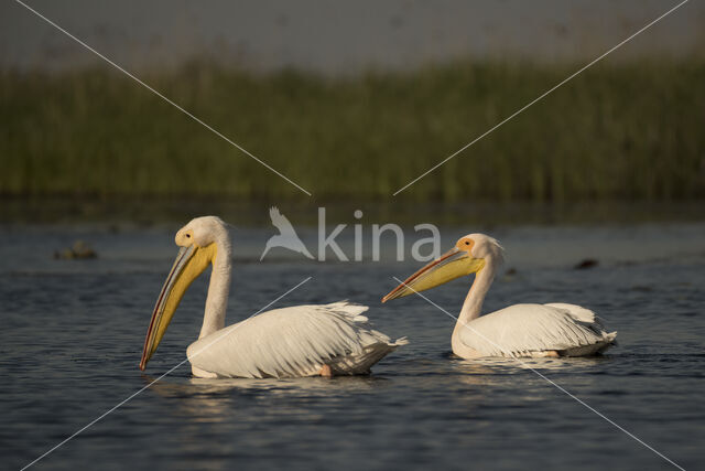 Roze Pelikaan (Pelecanus onocrotalus)