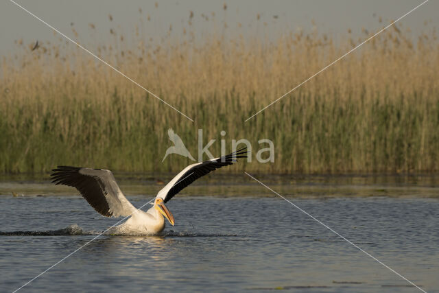 Roze Pelikaan (Pelecanus onocrotalus)