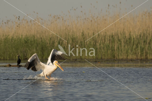 Roze Pelikaan (Pelecanus onocrotalus)