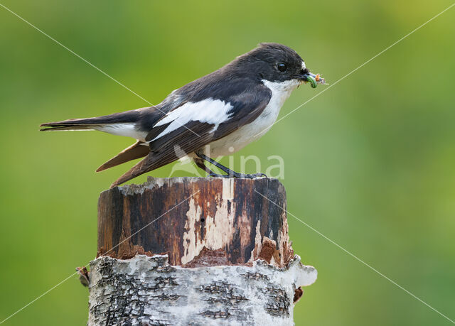 European Pied Flycatcher (Ficedula hypoleuca)