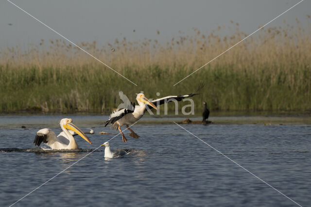 Roze Pelikaan (Pelecanus onocrotalus)