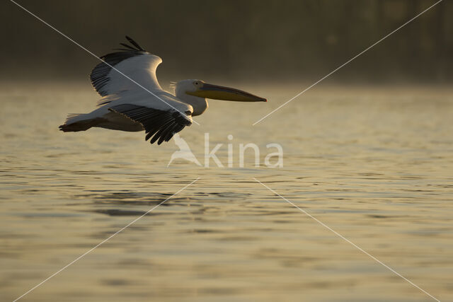 Roze Pelikaan (Pelecanus onocrotalus)