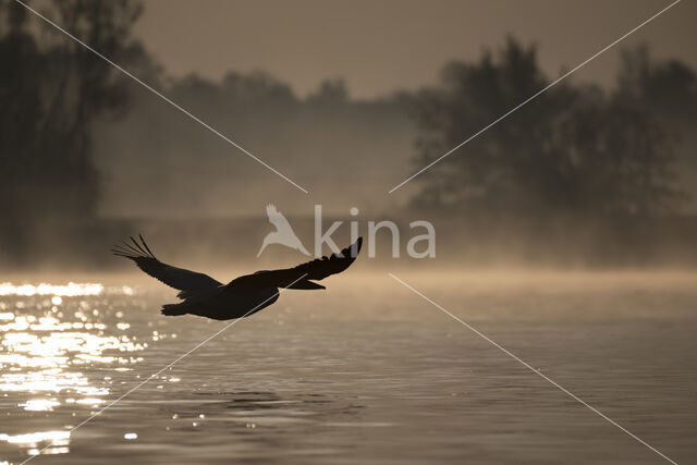 Roze Pelikaan (Pelecanus onocrotalus)