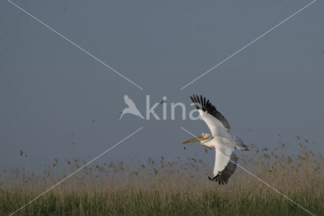 Eastern white pelican (Pelecanus onocrotalus)