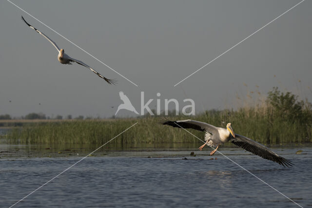 Roze Pelikaan (Pelecanus onocrotalus)