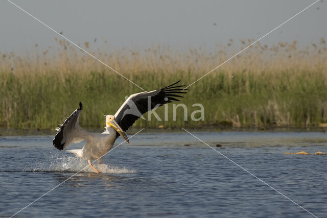 Roze Pelikaan (Pelecanus onocrotalus)