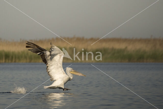 Kroeskoppelikaan (Pelecanus crispus)