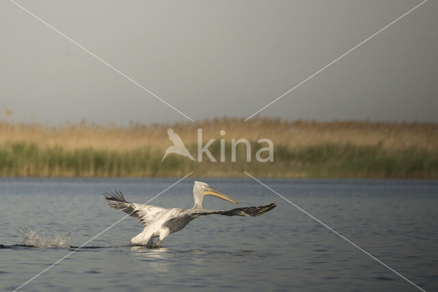 Kroeskoppelikaan (Pelecanus crispus)