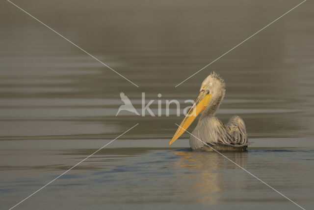 Kroeskoppelikaan (Pelecanus crispus)