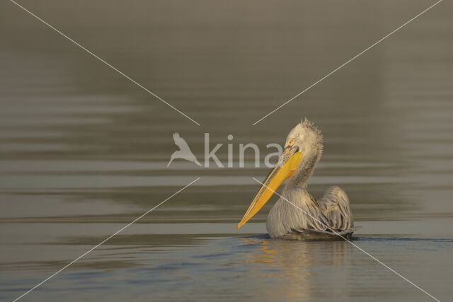 Kroeskoppelikaan (Pelecanus crispus)