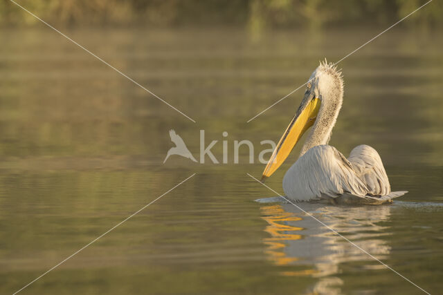 Kroeskoppelikaan (Pelecanus crispus)