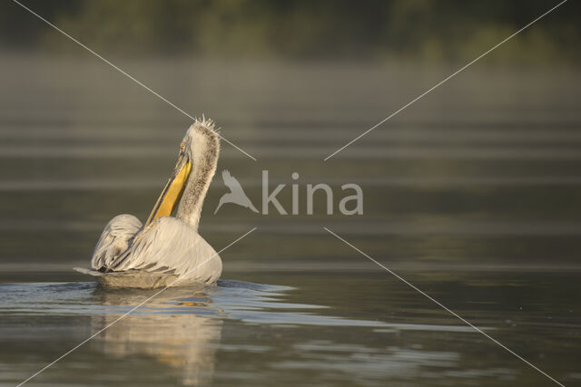 Kroeskoppelikaan (Pelecanus crispus)