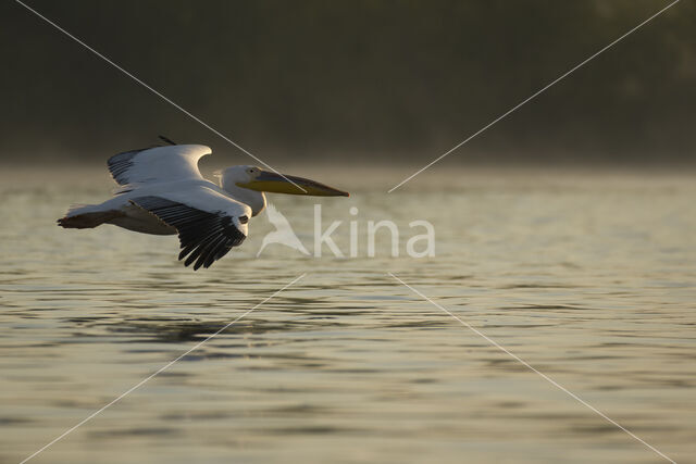 Roze Pelikaan (Pelecanus onocrotalus)