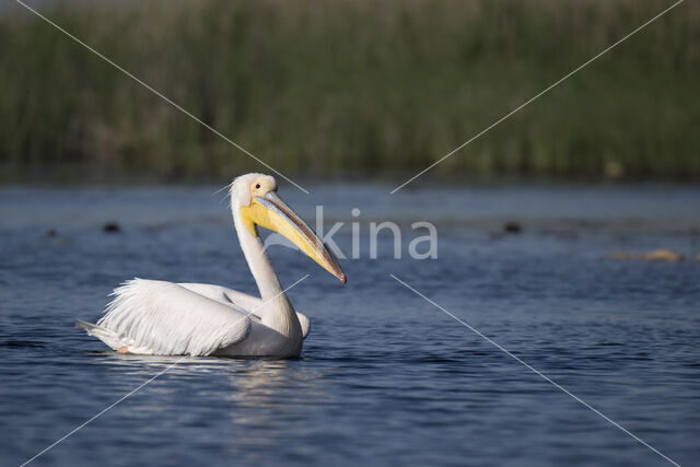 Roze Pelikaan (Pelecanus onocrotalus)