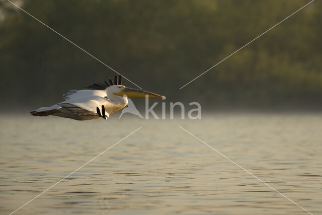 Roze Pelikaan (Pelecanus onocrotalus)