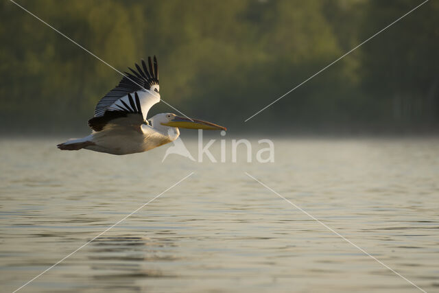 Roze Pelikaan (Pelecanus onocrotalus)