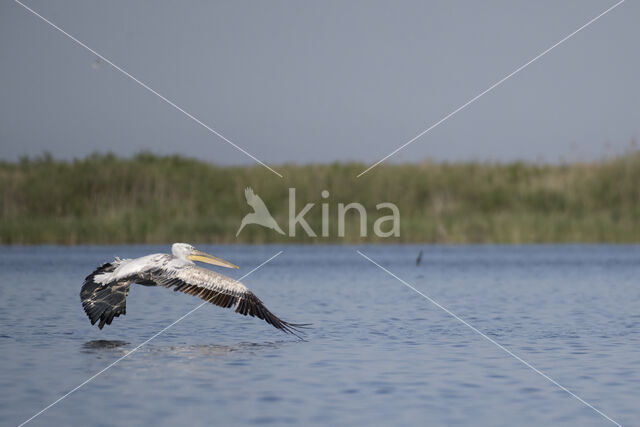 Kroeskoppelikaan (Pelecanus crispus)