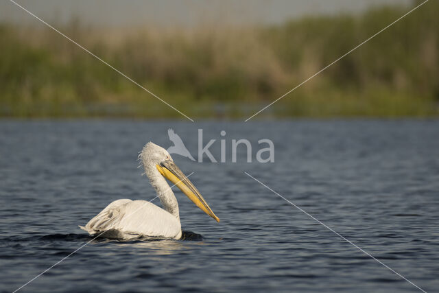 Kroeskoppelikaan (Pelecanus crispus)