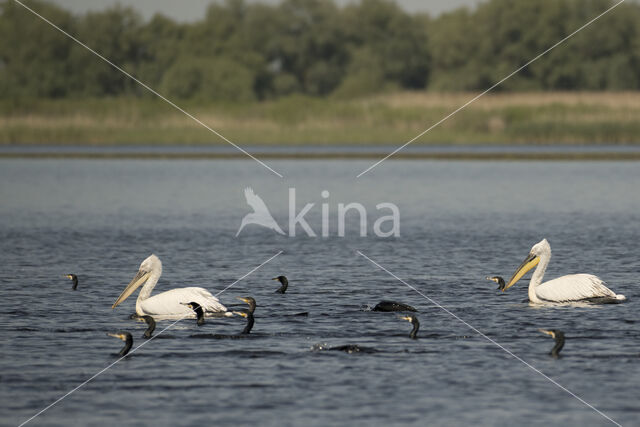 Kroeskoppelikaan (Pelecanus crispus)