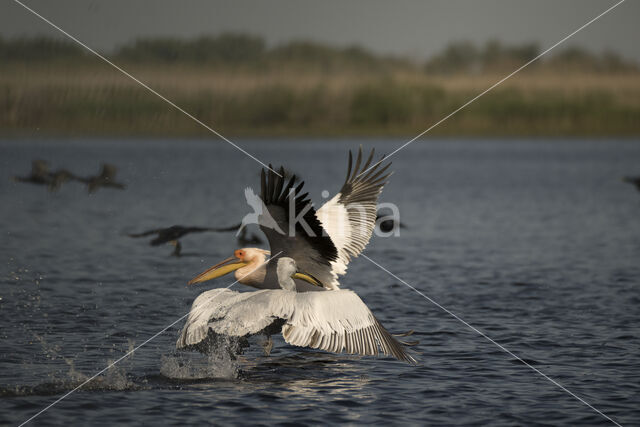 Kroeskoppelikaan (Pelecanus crispus)