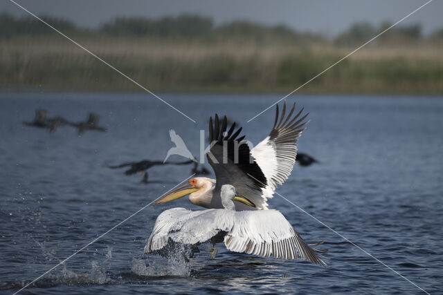 Kroeskoppelikaan (Pelecanus crispus)