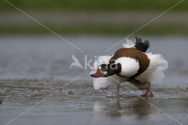 Shelduck (Tadorna tadorna)