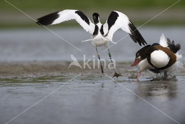 Shelduck (Tadorna tadorna)