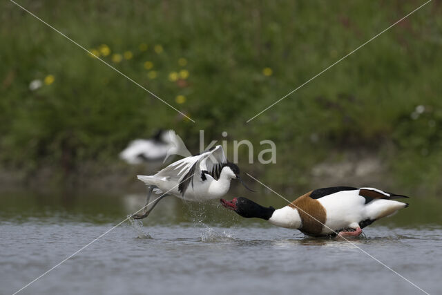 Shelduck (Tadorna tadorna)