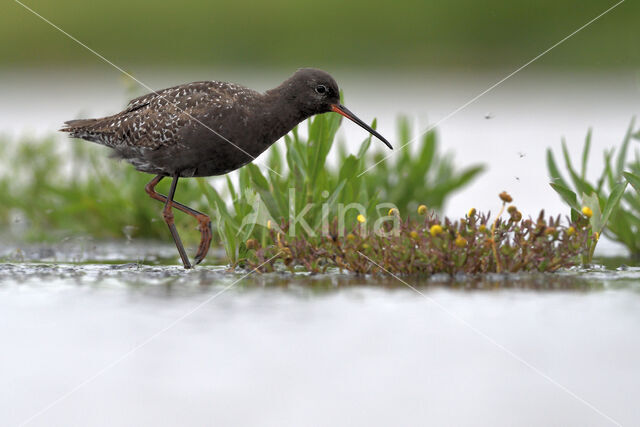 Spotted Redshank (Tringa erythropus)