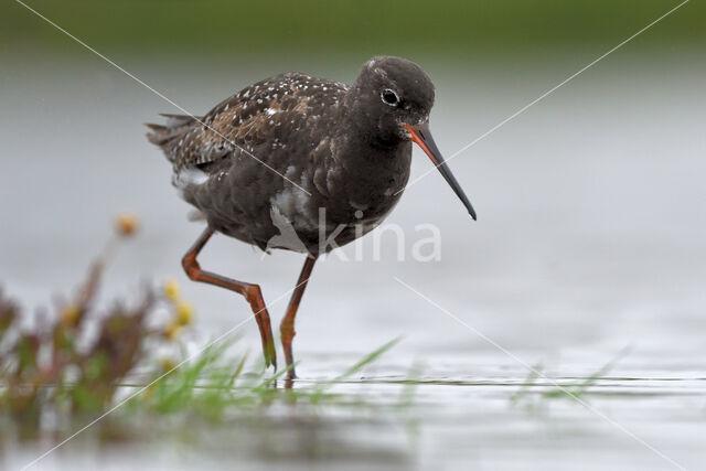 Spotted Redshank (Tringa erythropus)