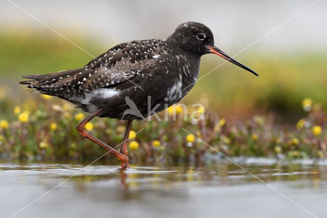 Spotted Redshank (Tringa erythropus)