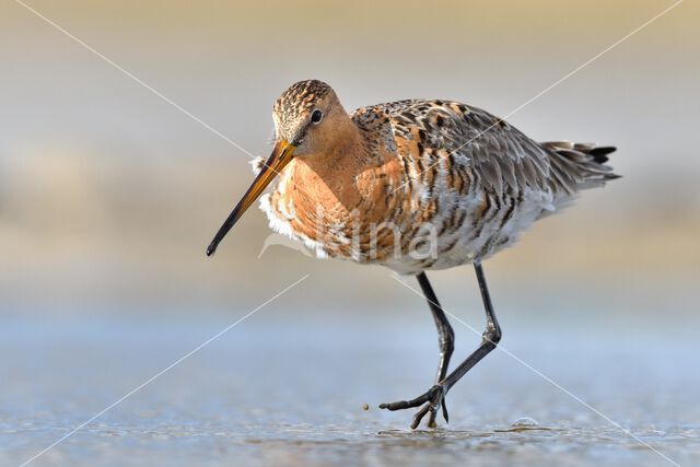 Black-tailed Godwit (Limosa limosa)