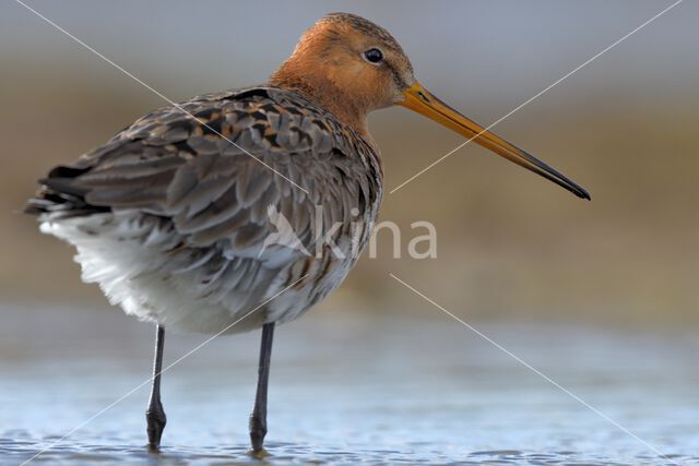 Black-tailed Godwit (Limosa limosa)