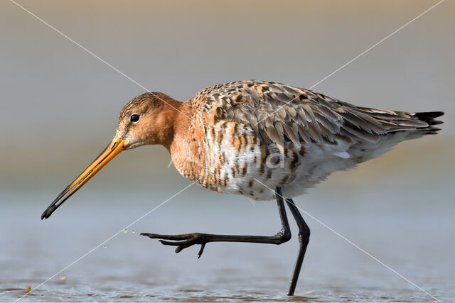 Black-tailed Godwit (Limosa limosa)