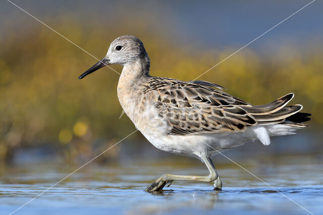 Kemphaan (Philomachus pugnax)