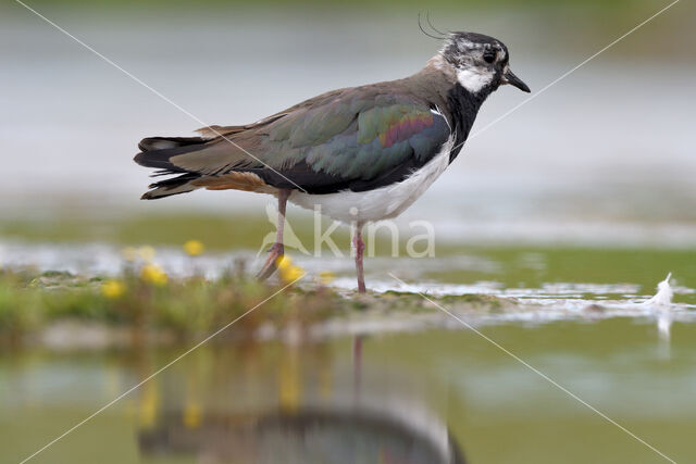 Lapwing (Vanellus vanellus)