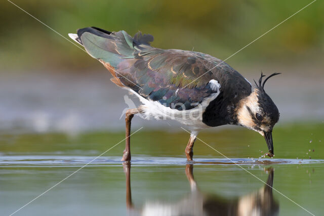 Lapwing (Vanellus vanellus)