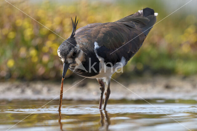 Lapwing (Vanellus vanellus)