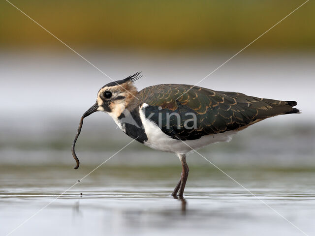 Lapwing (Vanellus vanellus)