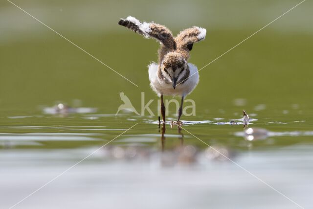 Kleine Plevier (Charadrius dubius)