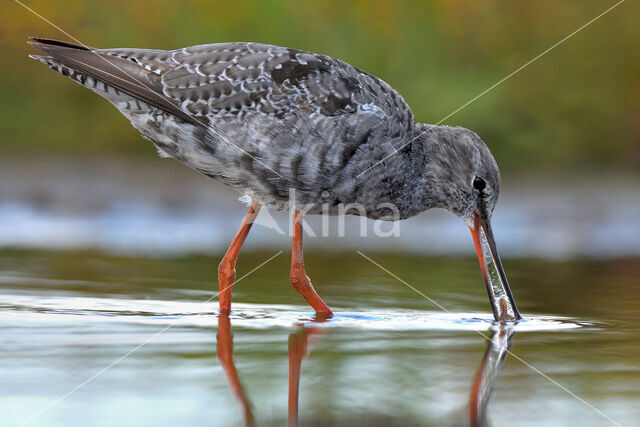 Spotted Redshank (Tringa erythropus)