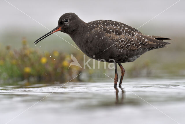 Spotted Redshank (Tringa erythropus)