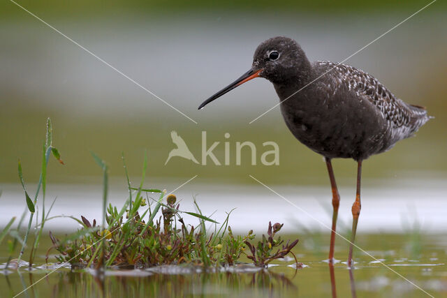 Spotted Redshank (Tringa erythropus)