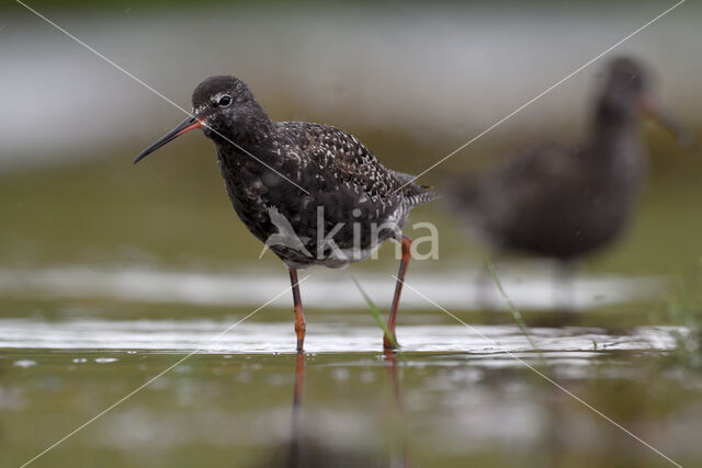 Spotted Redshank (Tringa erythropus)