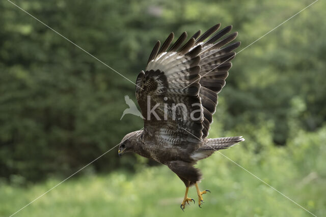 Common Buzzard (Buteo buteo)